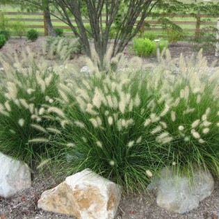 Hameln Pennisetum alopecuroides Piórkówka Rozplenica japońska