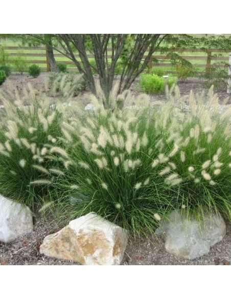 Hameln Pennisetum alopecuroides Piórkówka Rozplenica japońska