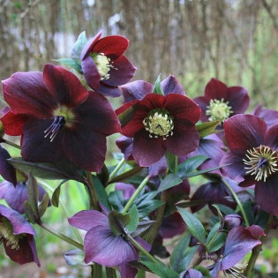 Ciemiernik wschodni Crown Dark Purple Helleborus orientalis 2