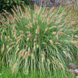 Hameln Pennisetum alopecuroides Piórkówka Rozplenica japońska 2