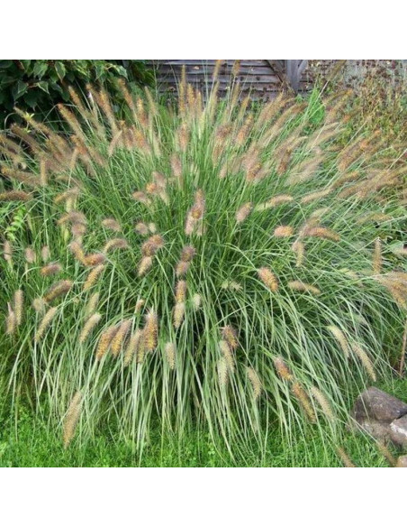 Rozplenica japońska Hameln Pennisetum alopecuroides Piórkówka