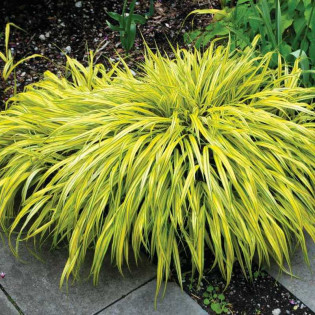 Naomi Hakonechloa macra Hakonechloa smukła