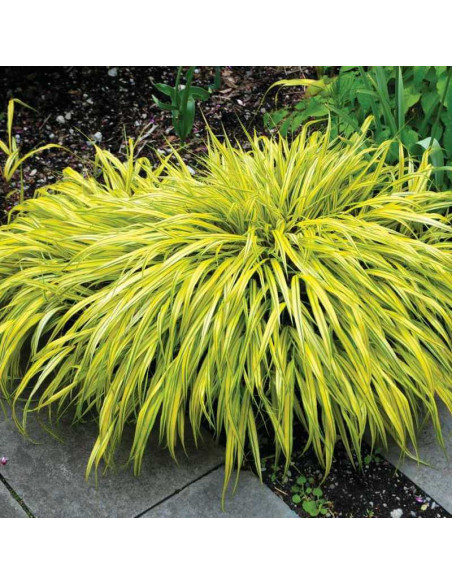 Naomi Hakonechloa macra Hakonechloa smukła