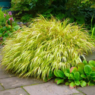 Naomi Hakonechloa macra Hakonechloa smukła 2
