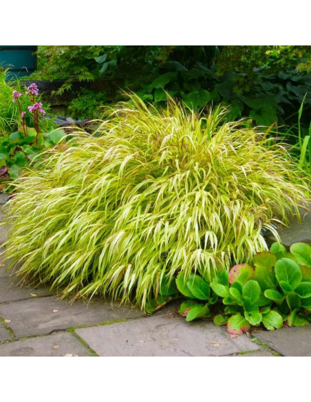 Hakonechloa smukła Naomi Hakonechloa macra