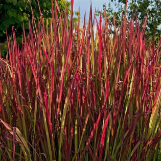 Red Baron Imperata cylindryczna Imperata cylindrica
