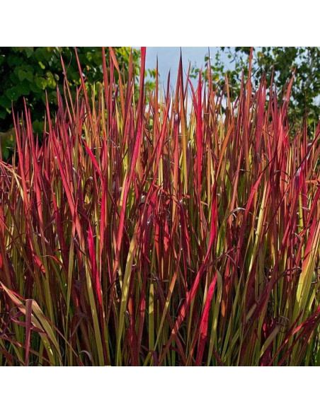 Red Baron Imperata cylindryczna Imperata cylindrica