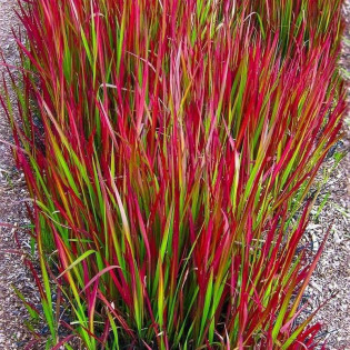 Red Baron Imperata cylindryczna Imperata cylindrica 2