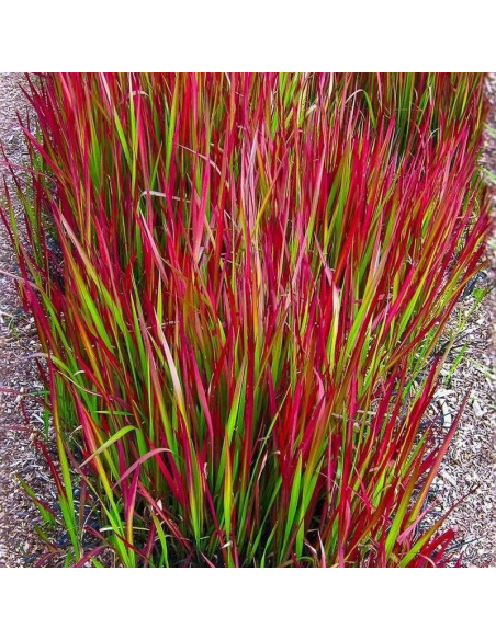 Imperata cylindrica Imperata cylindryczna Red Baron