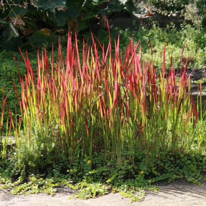 Red Baron Imperata cylindrica Imperata cylindryczna