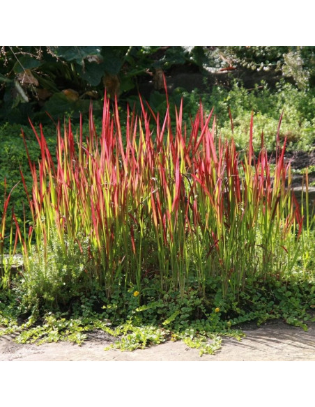 Red Baron Imperata cylindrica Imperata cylindryczna