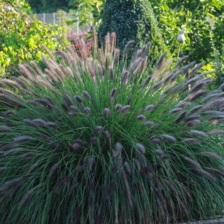 Black Beauty Pennisetum alopecuroides Rozplenica japońska