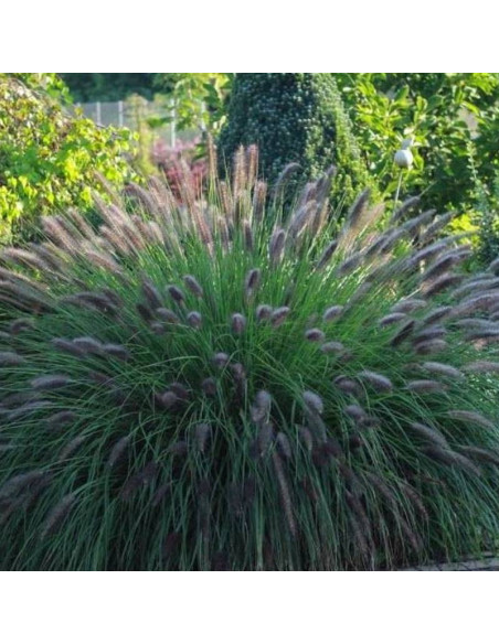 Black Beauty Pennisetum alopecuroides Rozplenica japońska