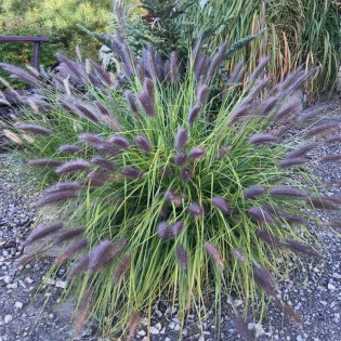 Black Beauty Pennisetum alopecuroides Rozplenica japońska 2