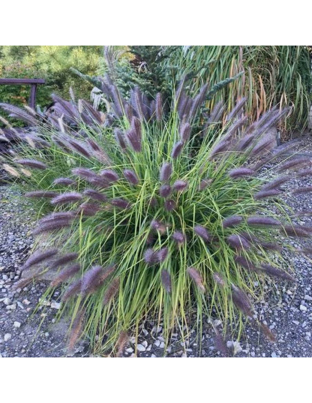 Rozplenica japońska Black Beauty Pennisetum alopecuroides