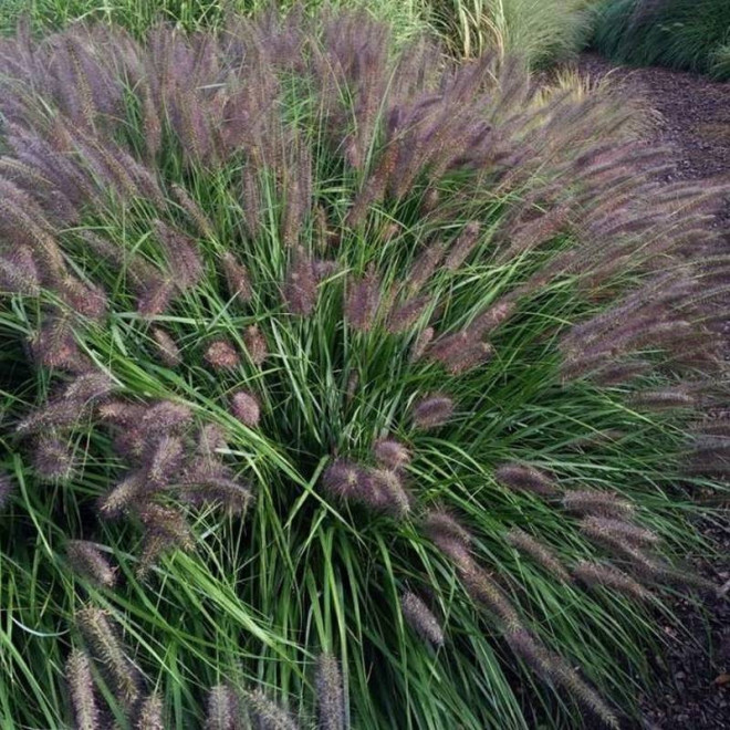 Rozplenica japońska Pennisetum alopecuroides Black Beauty