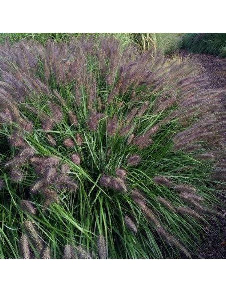 Rozplenica japońska Pennisetum alopecuroides Black Beauty