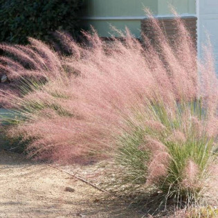 Muhlenbergia capillaris Przyostnia włosowata