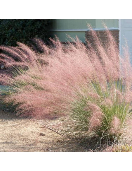 Muhlenbergia capillaris Przyostnia włosowata