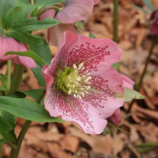 Ciemiernik wschodni Double Crown Rose Helleborus orientalis