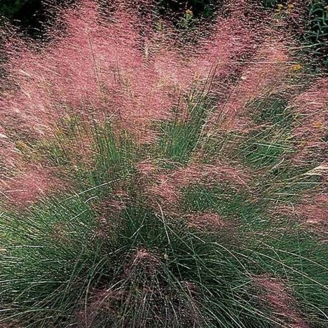 Przyostnia włosowata Muhlenbergia capillaris