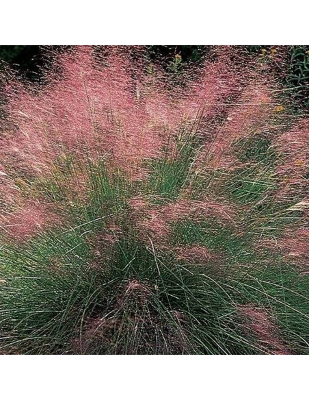 Przyostnia włosowata Muhlenbergia capillaris