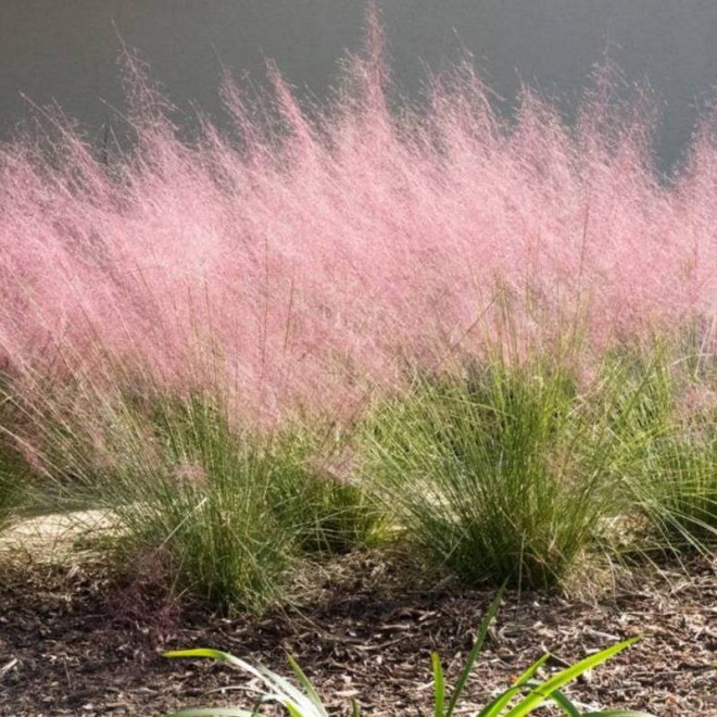 Przyostnia włosowata Muhlenbergia capillaris