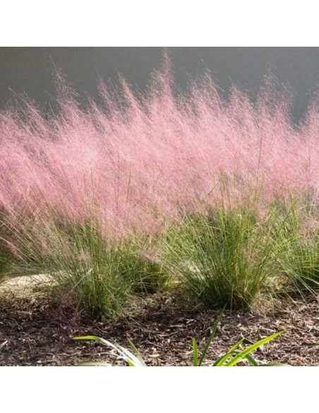 Przyostnia włosowata Muhlenbergia capillaris