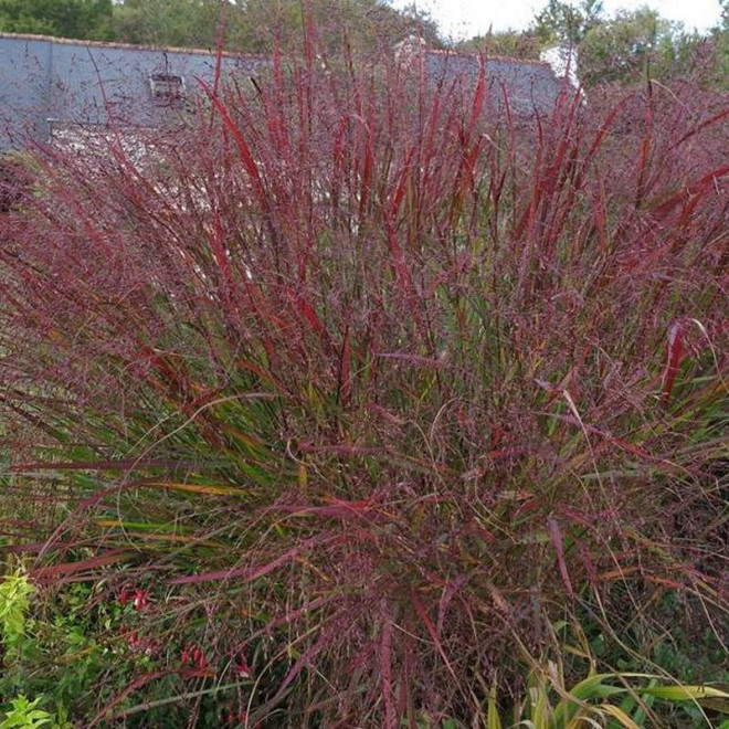 Squaw Panicum virgatum Proso rózgowate