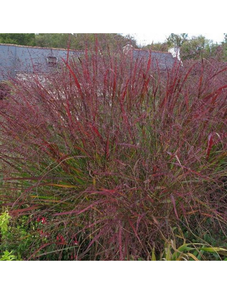 Squaw Panicum virgatum Proso rózgowate