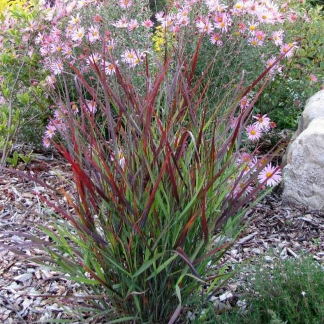 Proso rózgowate Squaw Panicum virgatum