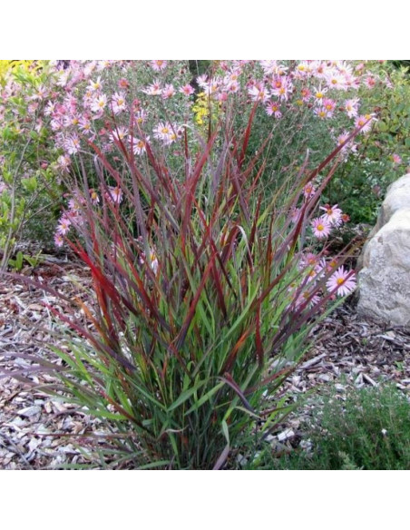 Proso rózgowate Squaw Panicum virgatum