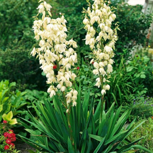Yucca filamentosa Juka karolińska