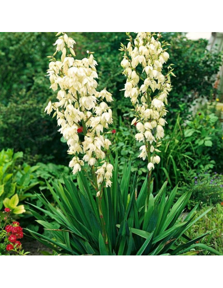 Yucca filamentosa Juka karolińska