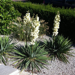 Yucca filamentosa Juka karolińska 2