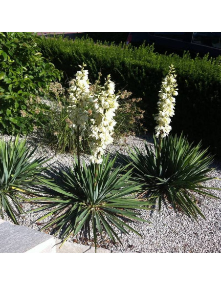 Juka Yucca filamentosa karolińska