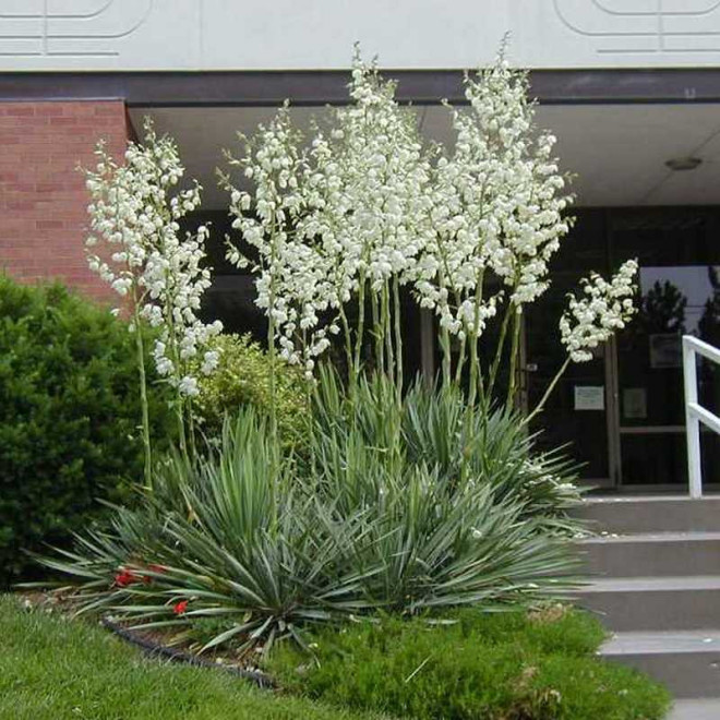 Juka karolińska filamentosa Yucca