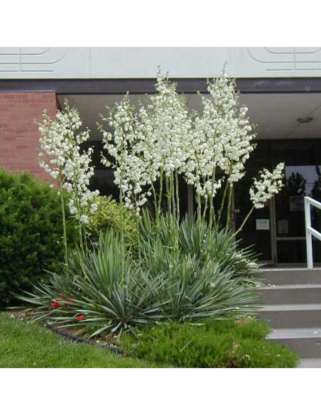 Juka karolińska filamentosa Yucca