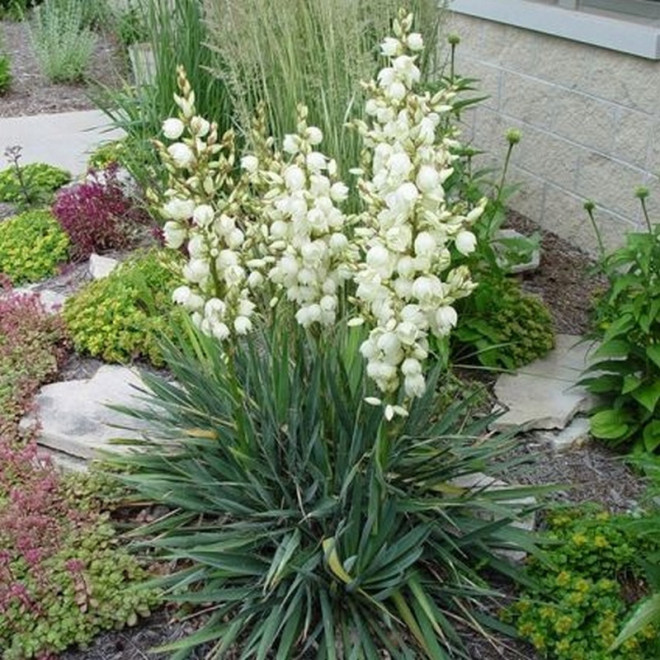 Yucca filamentosa Juka karolińska