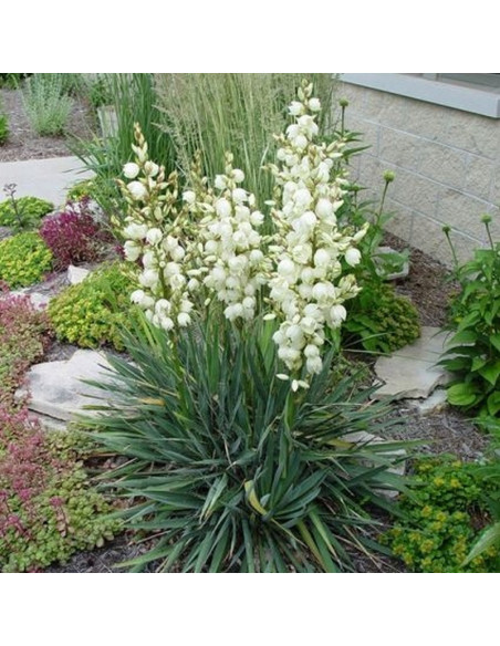 Yucca filamentosa Juka karolińska