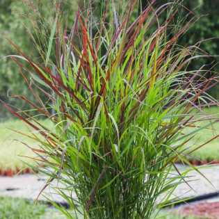 Shenandoah Panicum virgatum Proso rózgowate