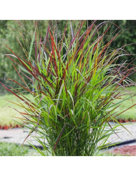 Shenandoah Panicum virgatum Proso rózgowate