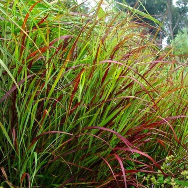 Proso rózgowate Shenandoah Panicum virgatum
