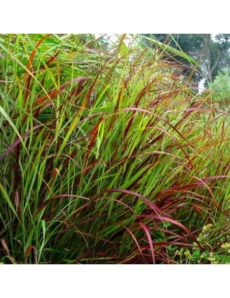 Proso rózgowate Shenandoah Panicum virgatum