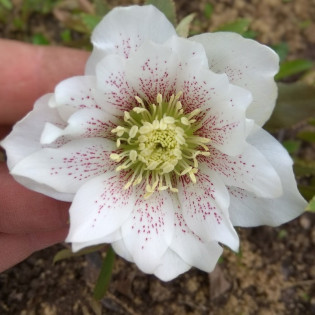Ciemiernik wschodni Double Crown White Helleborus orientalis