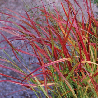 Rotstrahlbusch Panicum virgatum Proso rózgowate