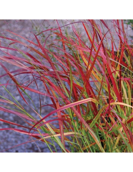 Rotstrahlbusch Panicum virgatum Proso rózgowate