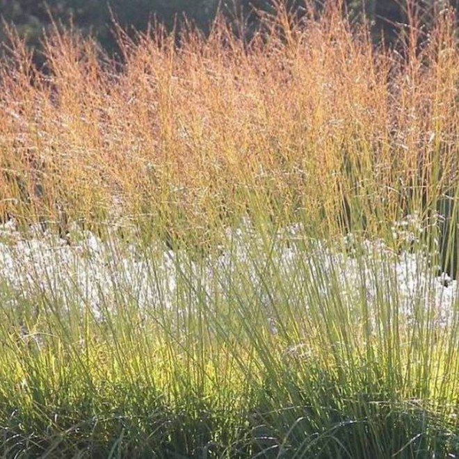 Proso rózgowate Rotstrahlbusch Panicum virgatum