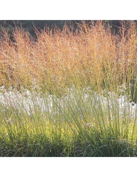 Proso rózgowate Rotstrahlbusch Panicum virgatum