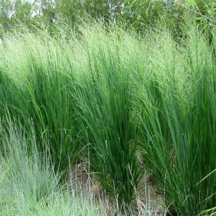 Proso rózgowate Northwind Panicum virgatum